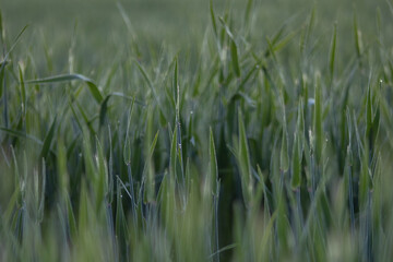 Obraz premium Barley cultivated meadows in the morning. Farm with barley grains