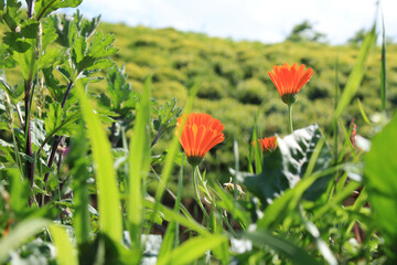 argyranthemum yellow flower macro photo