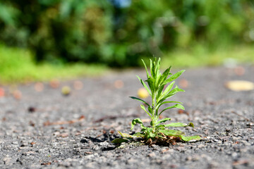 a blade of grass sprouted through the asphalt

