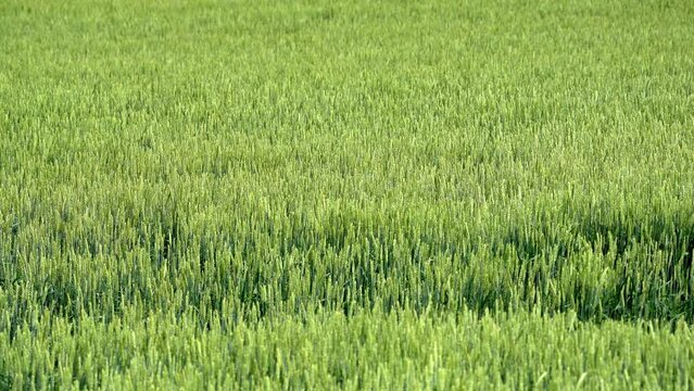 Hokkaido,Japan - June 23, 2022: Wheat field in Hokkaido, Japan
