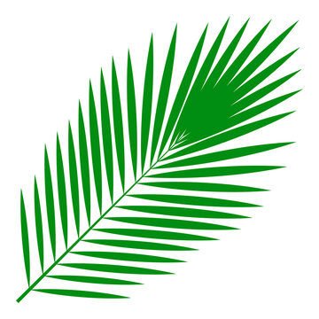 Leaf of tropical plants. Isolated items Palm tree