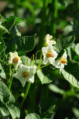 potato bush blooms in the garden at the vegetable farm. potato cultivation concept