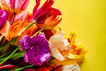 Obraz na płótnie Canvas nice spring flowers - colorful tulips