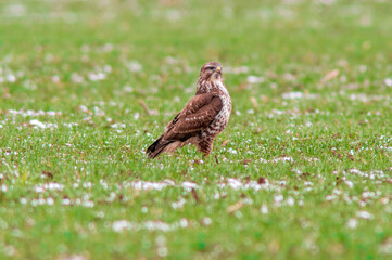a Buzzard sits on a snowy winter field