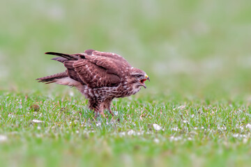 a Buzzard sits on a snowy winter field