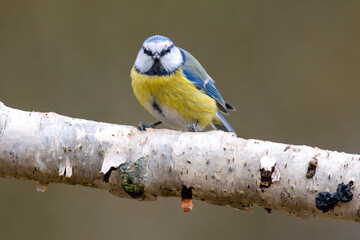 a blue tit sits on a branch