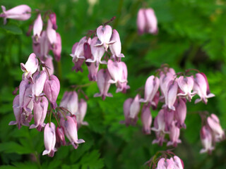 Dicentra blooms with pink flowers in the form of a heart