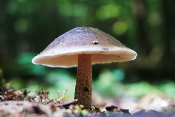 Inedible toxic mushroom in forest