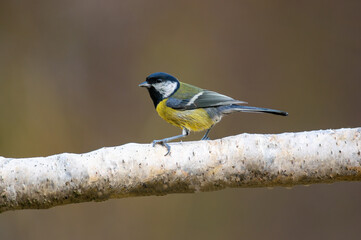 Fototapeta premium a great tit sits on a branch