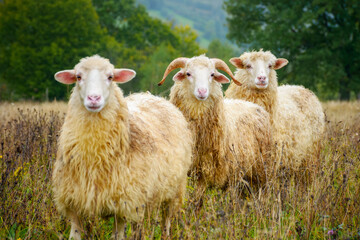 rural scenery on a rainy autumn day. ram and two sheep on the meadow in weathered grass. trees and...