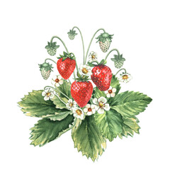 Watercolor Strawberry Bush isolated on white