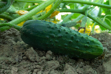 A field cucumber growing in the field