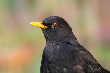 a portrait of a male blackbird