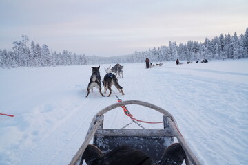 フィンランド_北極圏　雪原の犬ぞり