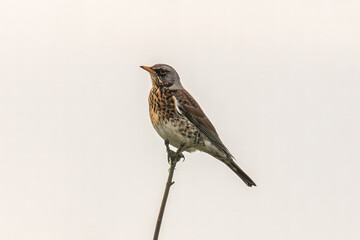 a fieldfare sitting on a branch
