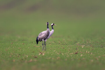 two cranes stands on a green field