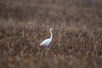 a great egret is looking for food on a brown autumn field