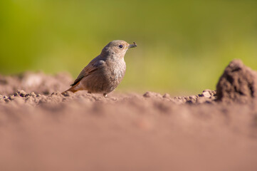 a female redstart looking for food on a freshly plowed field