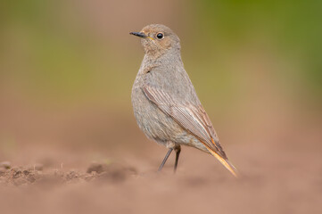 a female redstart looking for food on a freshly plowed field