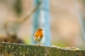 a robin sits on a branch