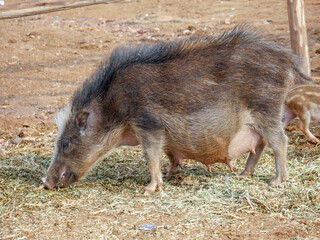 Pig roaming freely in Indian village rural areas.