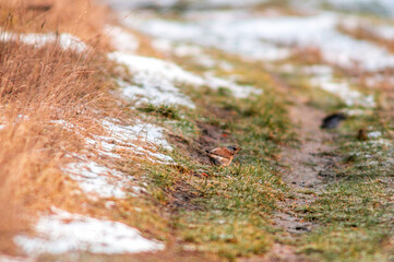 a Fieldfare searches for food in a snowy field