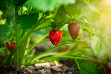 Ripe red strawberries grow on a wooden garden bed