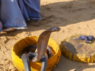 Cobra Snake showing hood, closeup picture, placed in a basket