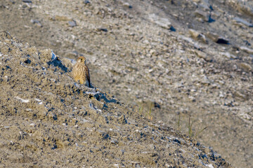 a buzzard sits on a mountain and looks for prey