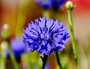 blooming blue cornflower or Centaurea cyanus macro view. selective soft focus. blurred background. also known as bluebottle flower. bright summer sunlight. soft blurred green background. outdoors.