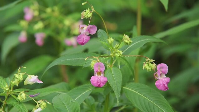 Impatiens glandulifera flowers along the Dora River visited by bumblebees looking for nectar and pollen in early summer, after a rain. Collegno, Italy. Slow motion video.