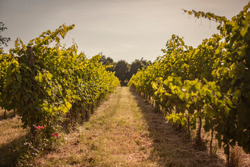 Italian vineyard detail