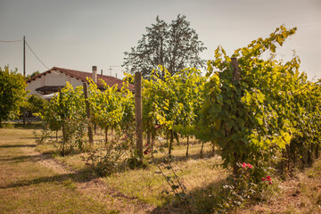 Fototapeta na wymiar Italian vineyard detail