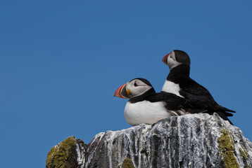 A pair of puffins at the cliff edge