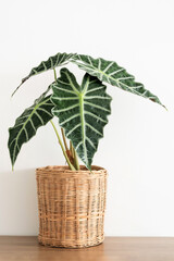 Alocasia Amazonica Sanderiana Plant in wicker basket pot on wooden table and white wall. Alocasia sanderiana bull with large green leaves air purifier plant indoor.