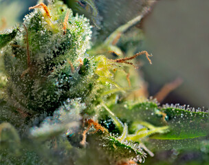 Extreme macro shot of Royal Gorilla cannabis strain buds and flowers.