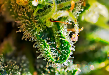 Fototapeta premium Extreme macro shot of Royal Gorilla cannabis strain buds and flowers.