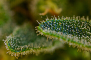 Extreme macro shot of Royal Gorilla cannabis strain buds and flowers.