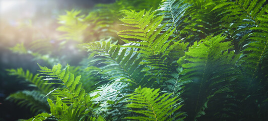 Mystic background - ligh floating through fern branches - copy space, nature concept - greening and...