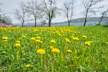 Spring meadow with dandelions flower.