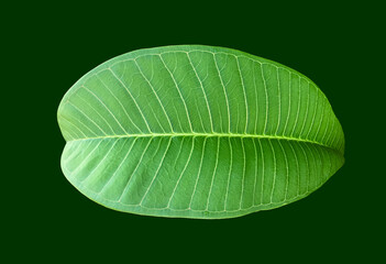 isolated fresh and green leaf of plumeria plant with clipping paths.