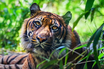 Close-up of adult Sumatran tiger  - 513122340