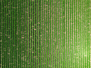 High aspect top down aerial image of a crop of potato plants in rural countryside farmland of England © Dave