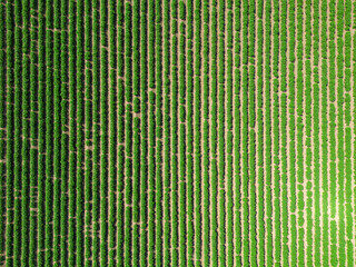 High aspect top down aerial image of a crop of potato plants in rural countryside farmland of...