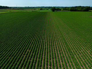 High aspect aerial image of an arable crop of potatoes in a ploughed field within the rural...