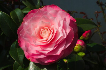 Dahlia pink white