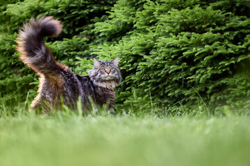 Fototapeta premium Beautiful large fluffy cat with long fluffy tail walks in the yard on green lawn in sunny day.
