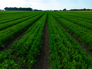 Fototapeta na wymiar Close up aerial view of a field of carrots in the English countryside farmland