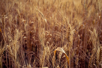 Wheat field. Ears of golden wheat close up. Beautiful Nature Sunset Landscape. Rural Scenery under Shining Sunlight. Background of ripening ears of meadow wheat field. Rich harvest Concept