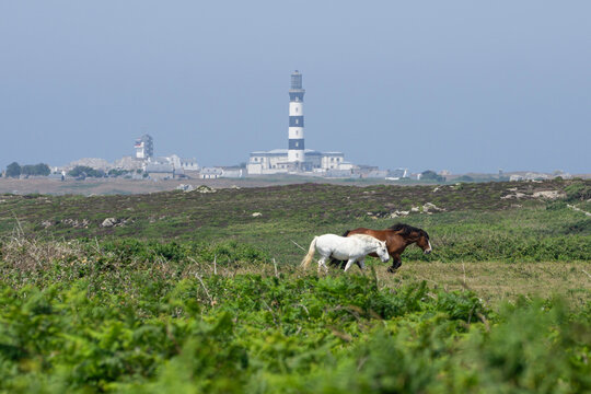 Les chevaux et le phare du creach
